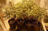 13 años de cárcel por cultivar marihuana en casa climatizada en Burunga