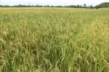 Arroz en la mira: buscan acuerdo para evitar escasez por El Niño