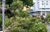 ¡Tremendo tranque! Árbol cae en Vía España y forma el caos en Río Abajo