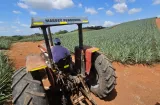Piña que no se exporta podría darle más plata a productores