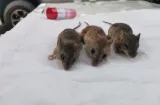 Muere hombre por hantavirus en Herrera 