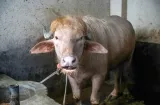 Le perdonan la vida al búfalo albino que se parece a Trump