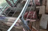 Porcicultura en Panamá crece un 25% en los últimos ocho años
