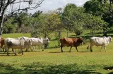 Ganaderos de Panamá Oeste exigen ayuda al MIDA ante azote de El Niño