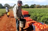 ¡Crisis! Productores santeños solo reciben 9 centavos por libra de tomate 