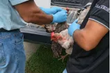 Realizan vigilancia sanitaria en aves de traspatio como prevención