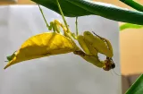 ¡Mantis amarilla sorprende a científicos panameños!