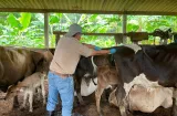 Buscan frenar tuberculosis y brucelosis en reses de Costa Abajo de Colón