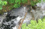MiAmbiente detecta residuos de hidrocarburos en el río Capira