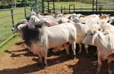 Capira baja costo de guía ganadera para frenar fuga de productores 