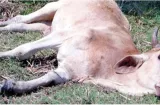 MIDA refuerza vigilancia contra la rabia bovina en Portobelo