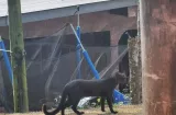 Felino silvestre devora gallinas en Cativá; vecinos temen por niños