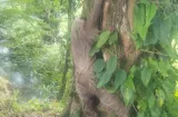  Rescatan a perezoso y lo liberan en el parque Portobelo