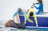 Nuevas regulaciones para la pesca deportiva y proteger los peces picudos