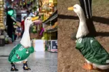 ¿Multa o patrocinio? FIFA cita al pato Merlín tras hacerse viral