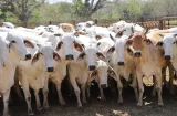 Panamá mantiene reconocimiento internacional por control de las 'vacas locas'