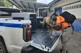 Los Santos: Perro rescatista "Blade" viaja a Venezuela tras terremoto