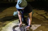 ¡Susto! Una familia en la comunidad de Portobelo encuentra una boa en su casa