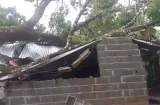 Árboles caen sobre casas tras fuertes lluvias 