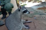 ¿Un mapache de mascota? Así terminó la historia en Colón