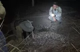 Cae hombre de 60 años con 650 huevos de tortuga en Isla Cañas