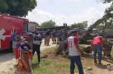 Día deportivo casi termina en tragedia tras la caída de un árbol
