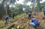 Con unos 360 plantones reforestan área recreativa del lago Gatún