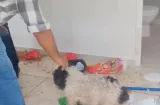 Rescatan a perros abandonados en una casa en La Chorrera