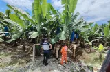 Hallan cadáver en descomposición de adulto mayor en Changuinola