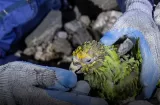 Muere "Panchito", el loro que fue rescatado de los escombros en Venezuela