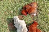 Veraguas: Brote de rabia bovina pone en alerta al sector ganadero