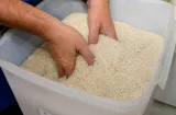 Decomisan arroz con gorgojos, guaro dañado y harina con gusano en Bocas 