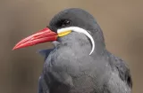 Aves inusuales aparecen en Panamá por cambio del fenómeno de El Niño