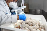 Frenan el ingreso de 1,097 insectos y plagas en puntos fronterizos del país