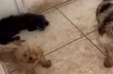 ¡Lamentable! Mueren tres perros que estaban abandonados en una casa 