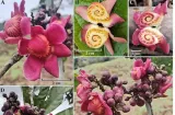 Colón: Descubren nuevo árbol endémico en el Parque Nacional Sierra Llorona