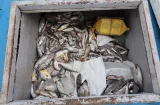 Ni el pescado ocultó la droga: 571 paquetes decomisados en Punta Coco