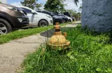 ¡Altamente peligroso! El 60% de los hidrantes en La Chorrera están inservibles