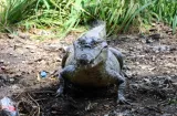 Cocodrilos bajo vigilancia: MiAMBIENTE monitorea presencia de reptiles en zonas