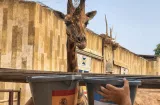  La jirafa Fali pronostica el triunfo de España sobre Argentina