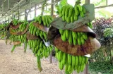 ¡Basta ya! Benicio exige parar abusos contra trabajadores bananeros
