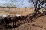 Ganaderos de azuero piden emergencia agropecuaria ante dura sequía