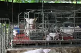 Productores porcinos bajo nueva guía para proteger ríos y quebradas