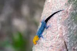 Áreas verdes: claves para la supervivencia de anfibios y reptiles en la ciudad