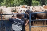 ¡Se están llevando las vacas! Autoridades aprietan el cerco contra cuatreros