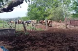 ¡Alerta en la ganadería! El Niño obliga a vender reses en Panamá Oeste