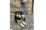 Hoy se celebra el Día Internacional del Perro Callejero