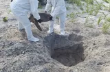 Muere "Valiente", la tortuga marina que fue atacada por perros en Punta Chame