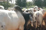 Panamá Oeste: Cuatreros dejan más de $35 mil en pérdidas