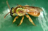 Feromonas de abejas reinas guían decisiones de sus hijas